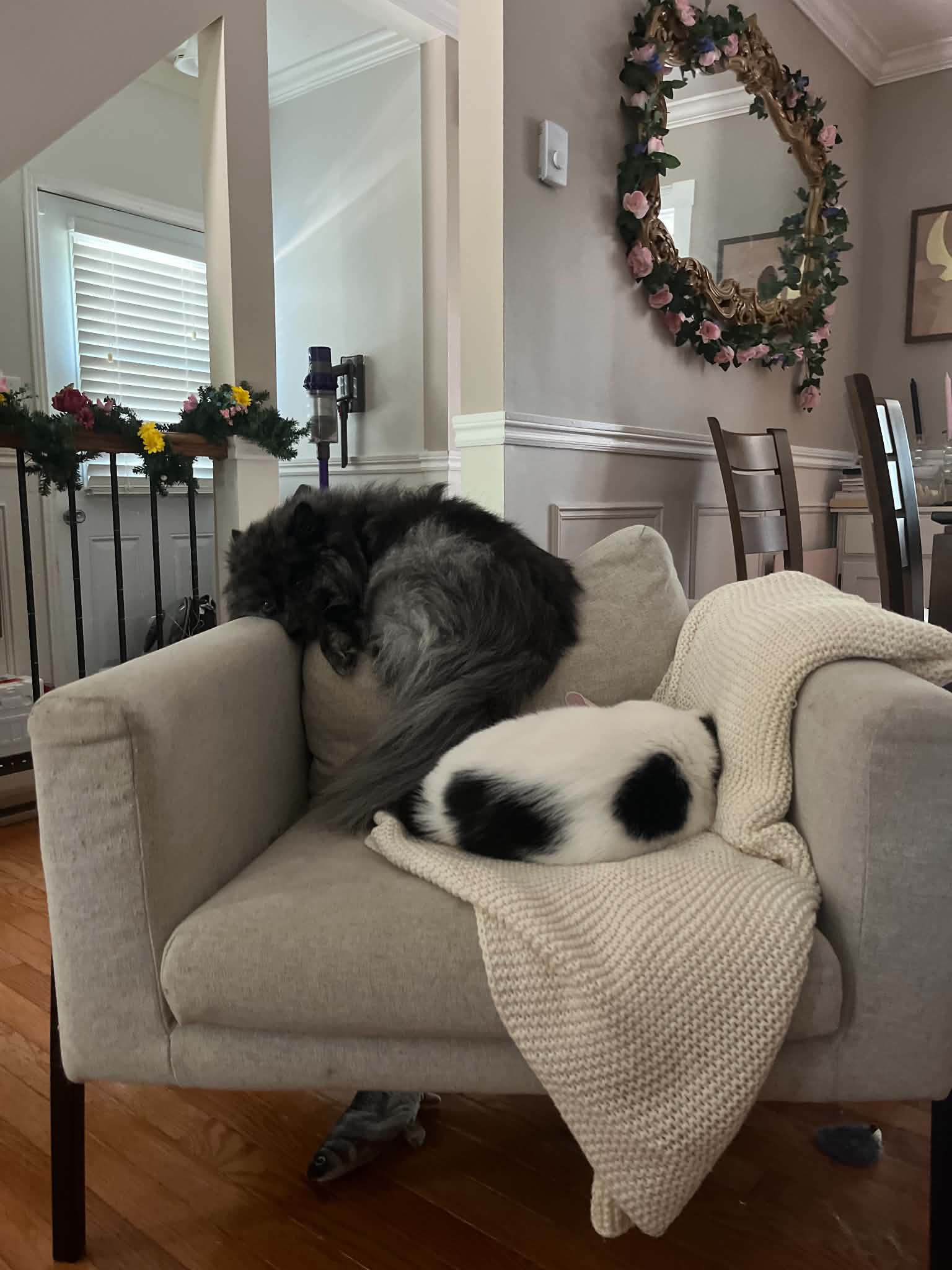 picture of dog and cat