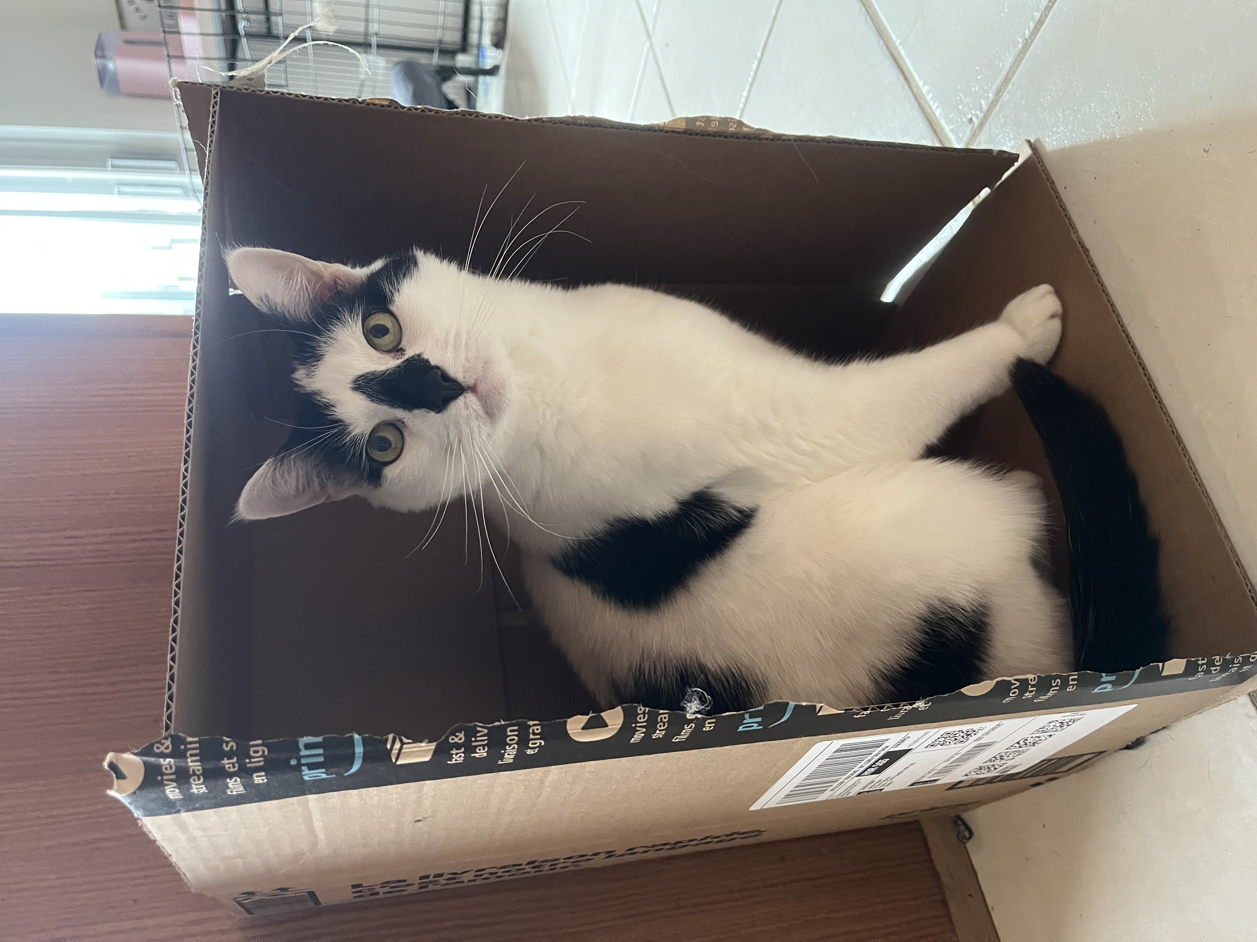 picture of cat
