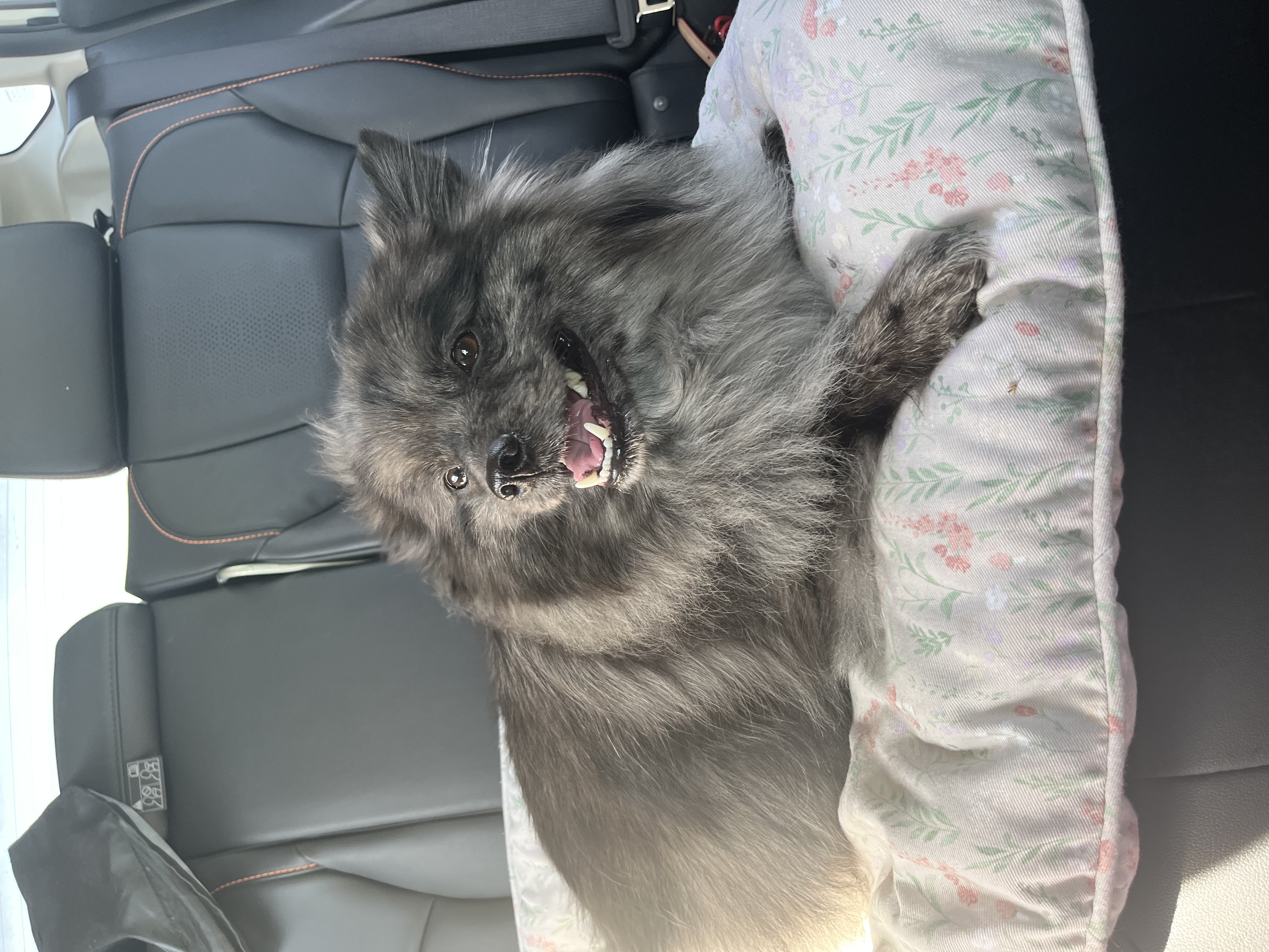 Picture of Dog