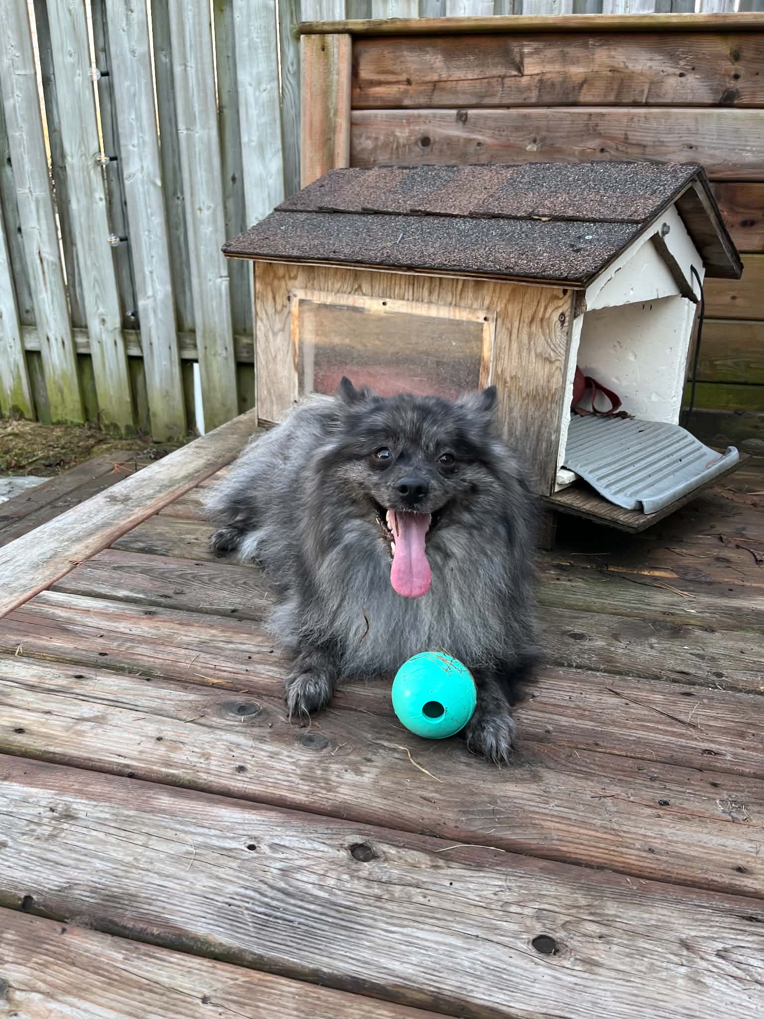 picture of dog playing
