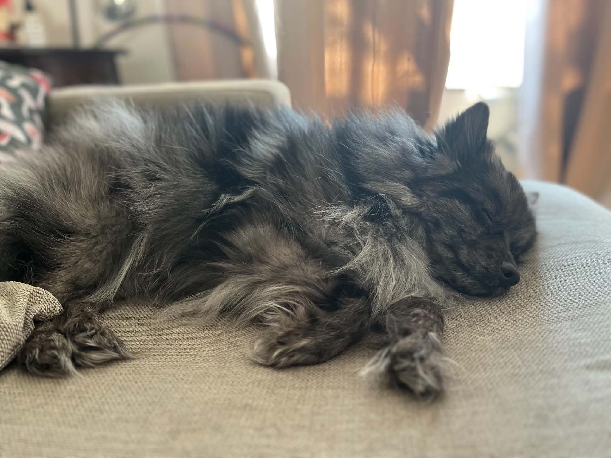 sleeping dog