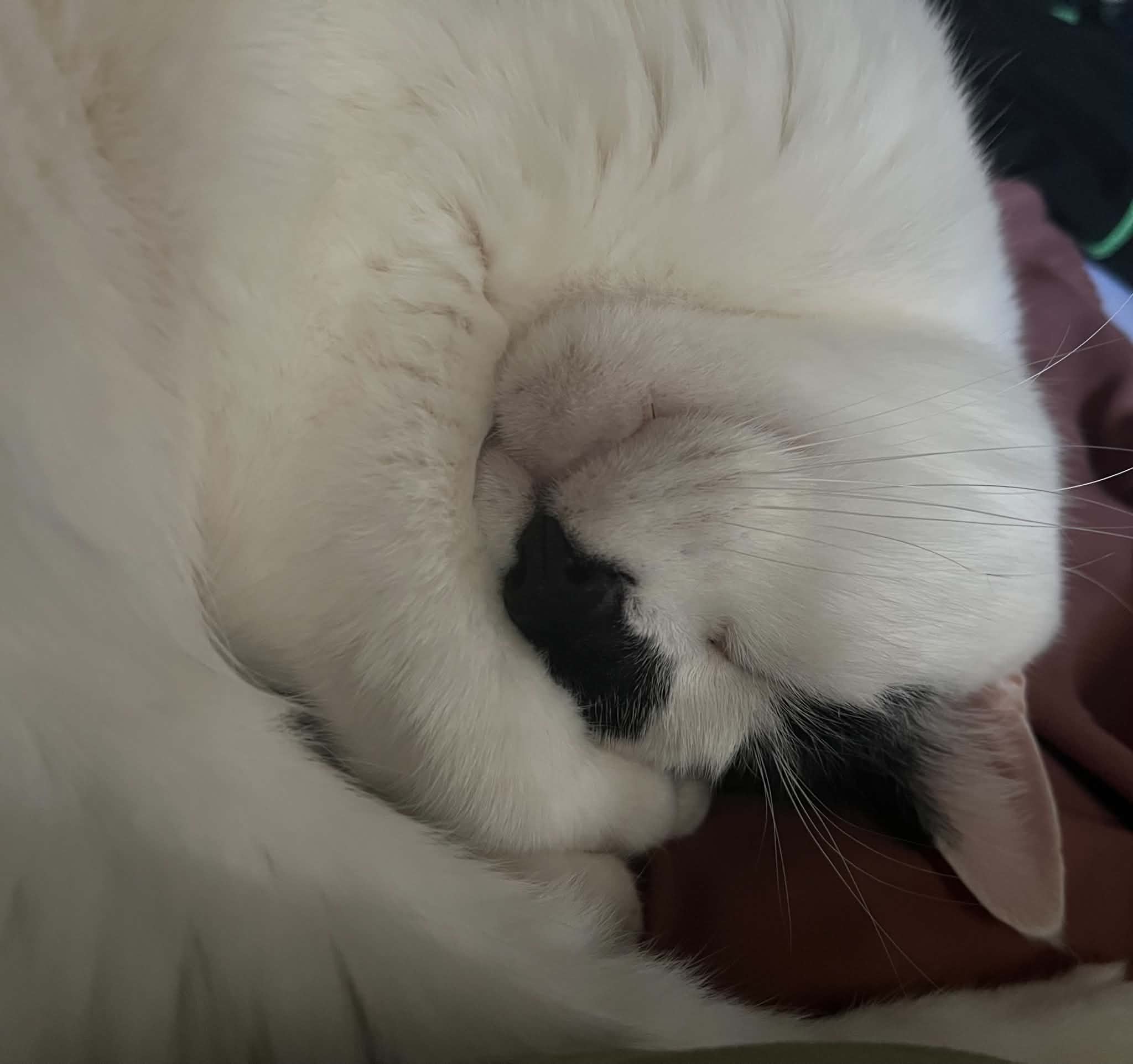 sleeping cat