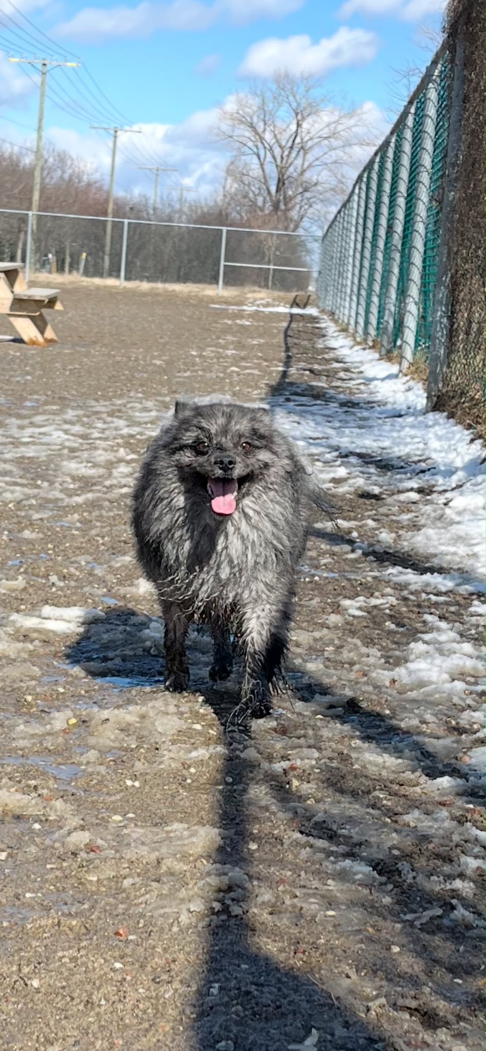 dog outside