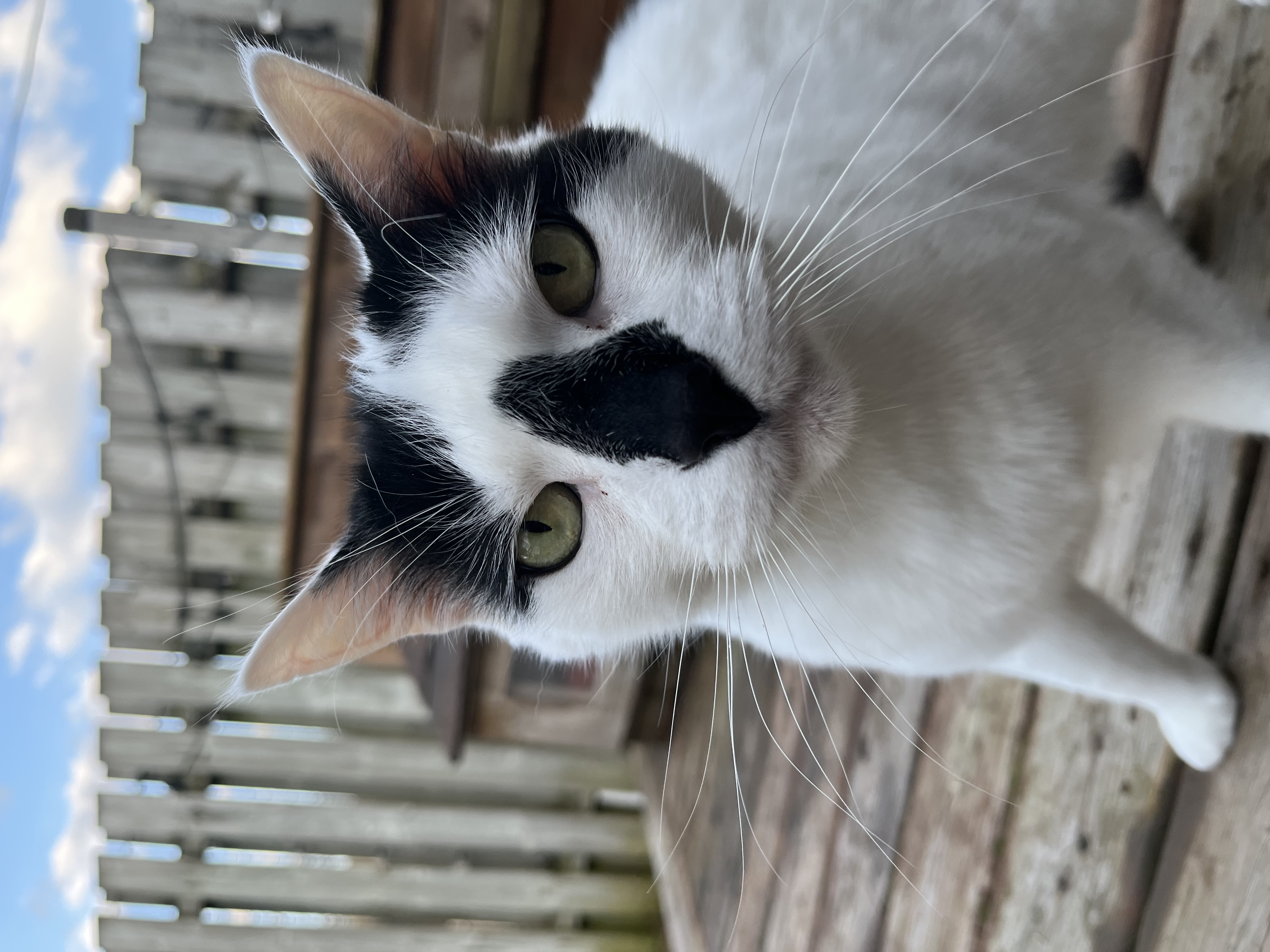 Picture of Cat